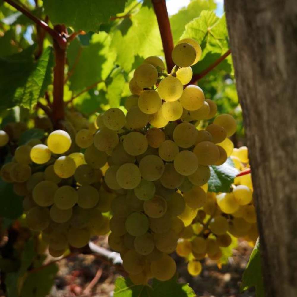 grappe de raisin Chardonnay à maturité dans la vigne