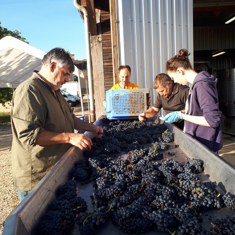 les vendangeurs qui trient les raisins sur la table de tri