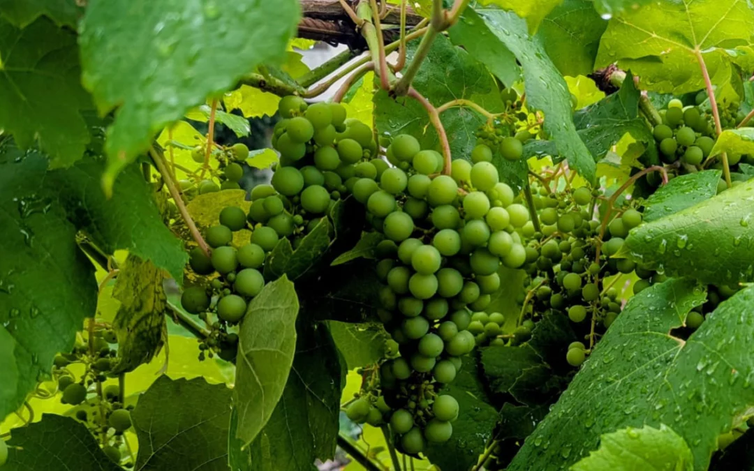 Dans les vignes, l&rsquo;été 2025 s&rsquo;installe