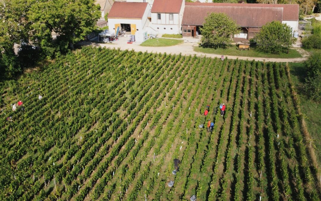 Vendanges 2025 : au cœur de la récolte