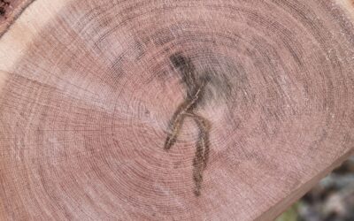 À la découverte du bois avec la Tonnellerie Seguin Moreau