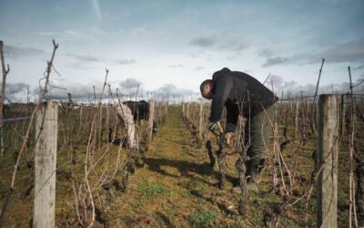 La taille : un geste essentiel au cœur de l’hiver